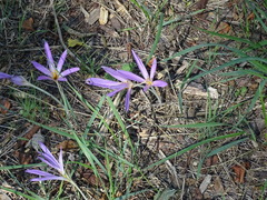Colchicum lusitanum
