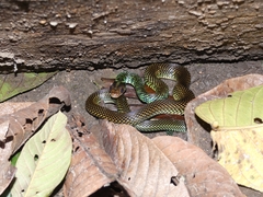 Drymobius margaritiferus