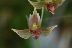 Epipactis gigantea