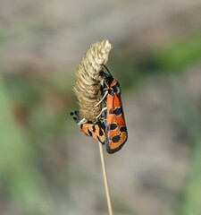 Zygaena fausta