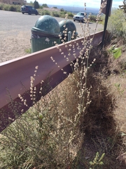 Eriogonum polycladon