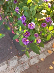 Lycianthes rantonnetii