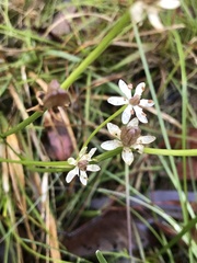 Burchardia umbellata