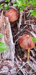 Leccinum manzanitae