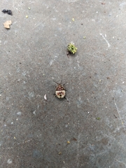 Carpocoris