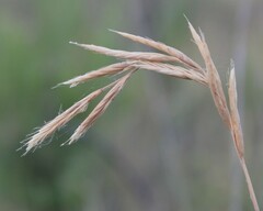 Brachypodium sylvaticum