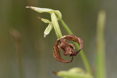 Epipactis gigantea