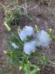 Erechtites hieraciifolius