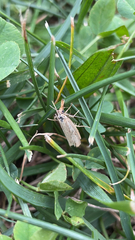 Agriphila straminella