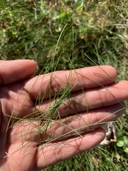 Eleocharis acicularis