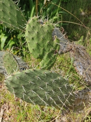 Cactaceae
