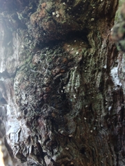 Lachnellula resinaria