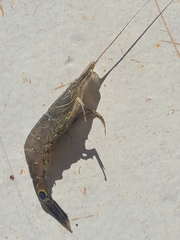 Crangon nigromaculata