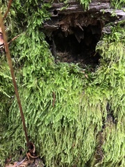 Pseudotaxiphyllum elegans