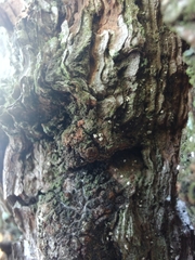 Lachnellula resinaria