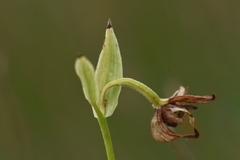 Epipactis gigantea