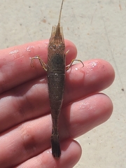 Crangon nigromaculata