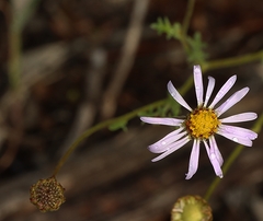 Brachyscome ciliaris