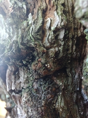 Lachnellula resinaria