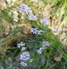Iberis linifolia