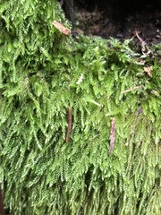 Pseudotaxiphyllum elegans