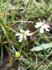Burchardia umbellata