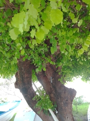 Platymiscium trifoliolatum