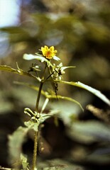 Bidens cernua