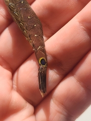 Crangon nigromaculata