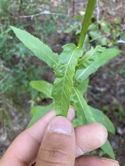 Erechtites hieraciifolius