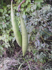 Campsis radicans