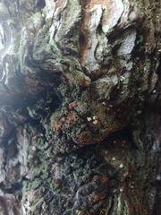 Lachnellula resinaria