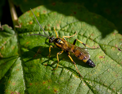 Ichneumon
