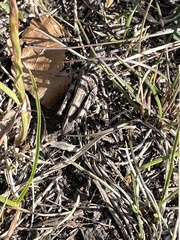 Encoptolophus costalis