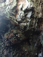 Lachnellula resinaria