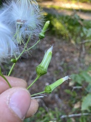 Erechtites hieraciifolius
