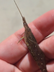 Crangon nigromaculata