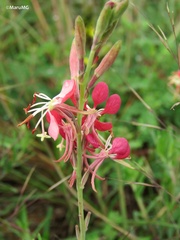 Oenothera suffrutescens