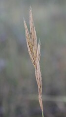 Brachypodium sylvaticum