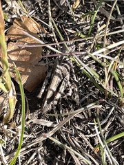 Encoptolophus costalis