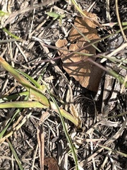 Encoptolophus costalis