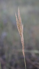 Brachypodium sylvaticum