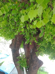 Platymiscium trifoliolatum