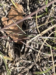 Encoptolophus costalis