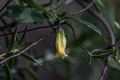 Marianthus bignoniaceus