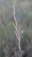 Brachypodium sylvaticum