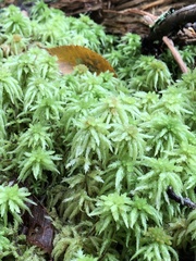 Sphagnum palustre