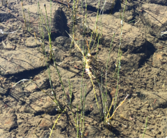 Equisetum variegatum