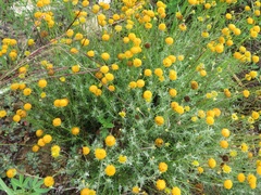 Thymophylla setifolia