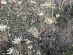 Leucadendron verticillatum